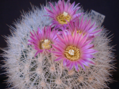 Escobaria laredoi SB 287.jpg