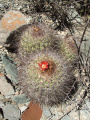 Parodia stuemeri h3.JPG
