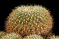 Rebutia mentosa ssp. mentosa 8.jpg