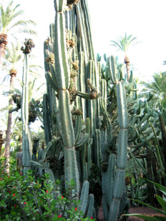 Cereus peruvianus - wikipedia.jpg