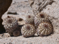 Copiapoa ahremephiana