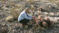 Echinocactus polycephalus ssp. polycephalus