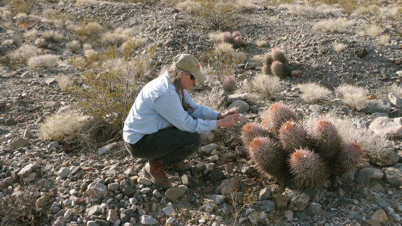 Файл:Echinocactus polycephalus ssp. polycephalus 3.jpg
