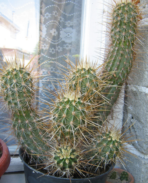 Файл:Echinocereus engelmannii 2.JPG