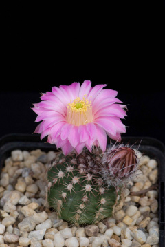 Echinocereus pulchellus ssp. weinbergii 01.jpg