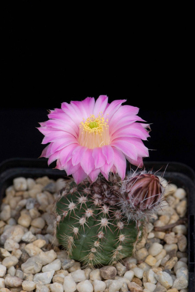 Файл:Echinocereus pulchellus ssp. weinbergii 01.jpg