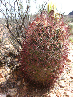 Echinomastus johnsonii 1h.jpg