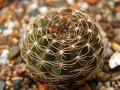 Echinopsis arachnacantha v. torrescilascensis