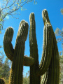 Echinopsis terscheckii 7.JPG