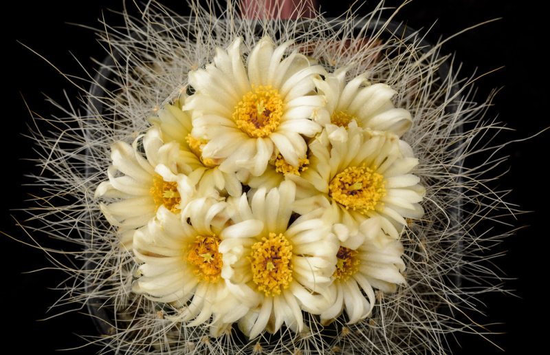 Файл:Pediocactus paradinei 3.jpg