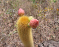 Pilosocereus vilaboensis