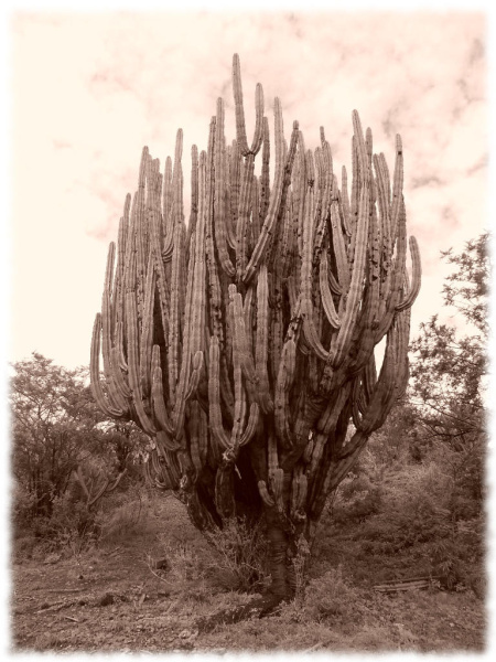 Файл:Stenocereus queretaroensis 01.jpg