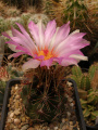 Thelocactus bicolor ssp. bicolor var. texensis