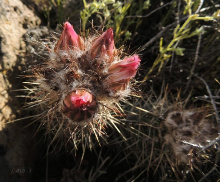 Файл:Austrocactus longicarpus E.Sarnes & N.Sarnes.jpg