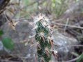Austrocylindropuntia vestita