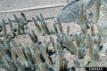 Cleistocactus sextonianus