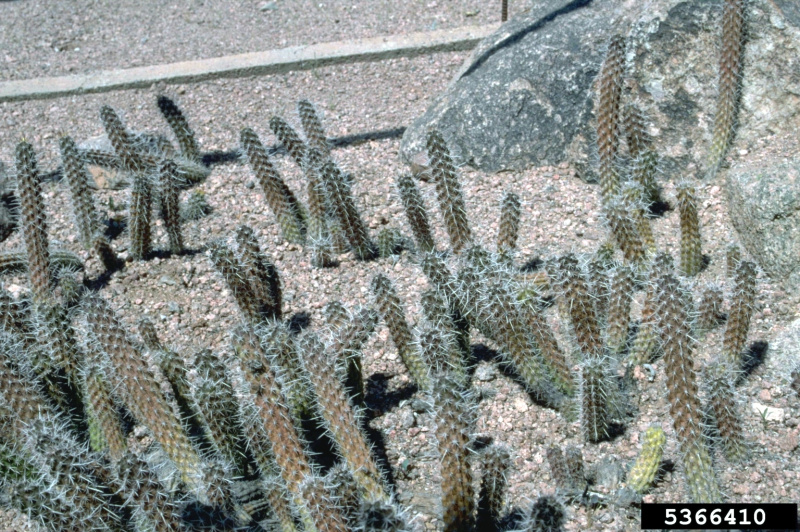 Файл:Cleistocactus sextonianus.jpg