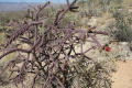 Cylindropuntia versicolor