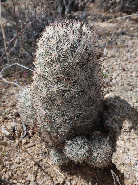 Файл:Escobaria alversonii 6.jpg