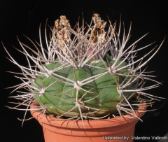 Gymnocalycium hossei var. nidulans 15483.jpg
