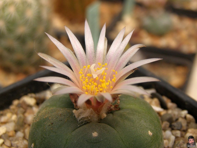 Файл:Lophophora diffusa v. koehresii.jpg