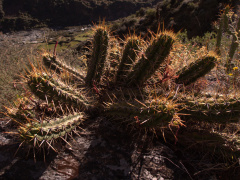 Loxanthocereus sulcifer.jpg