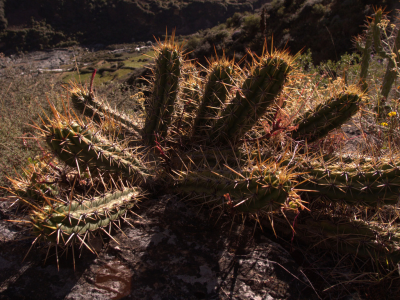 Файл:Loxanthocereus sulcifer.jpg