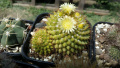 Mammillaria marksiana