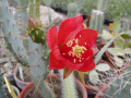 Opuntia bergeriana.jpg