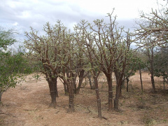 Quiabentia verticillata 3.JPG