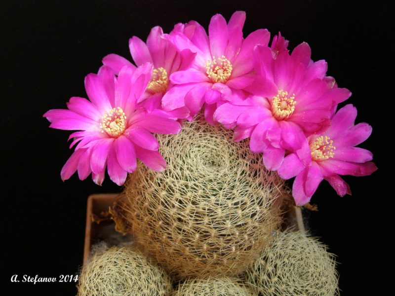 Файл:Rebutia mentosa ssp. mentosa 'albissima'.jpg