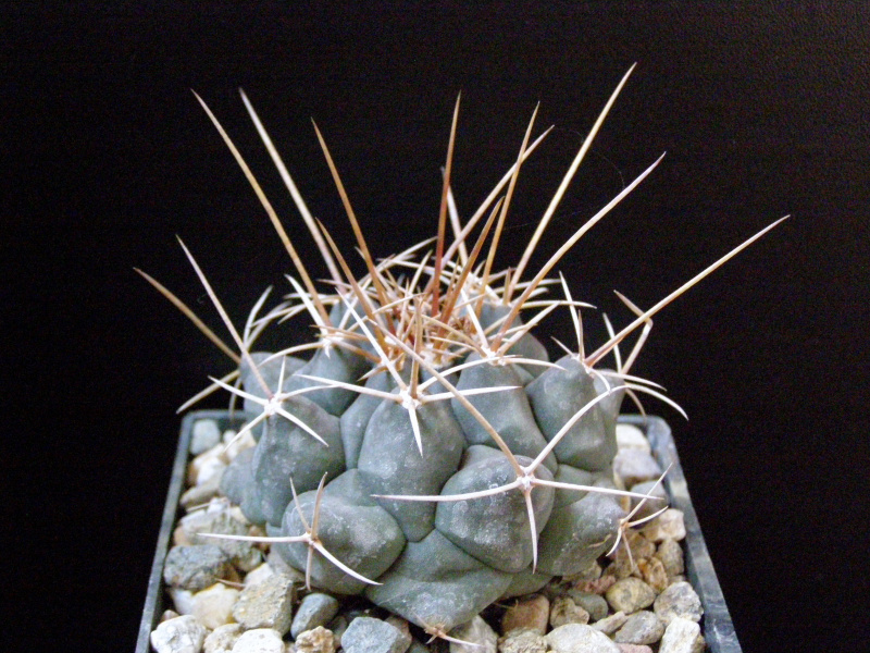 Файл:Thelocactus buekii var. buekii.JPG