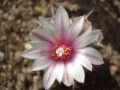 Turbinicarpus schmiedickeanus ssp. bonatzii