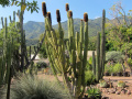 Pachycereus militaris