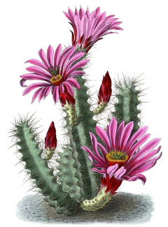 Echinocereus enneacanthus ssp. brevispinus.jpg