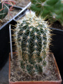 Echinocereus ortegae ssp. koehresianus 1.JPG