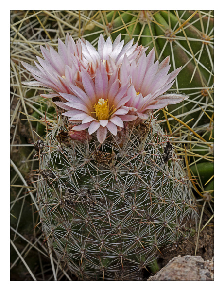 Файл:Escobaria tuberculosa 1.jpg