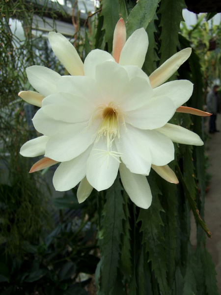 Файл:Lepismium houlletianum flower.JPG