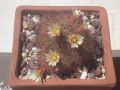 Mammillaria carretii 747.jpg