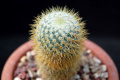 Mammillaria flavicentra 194.jpg