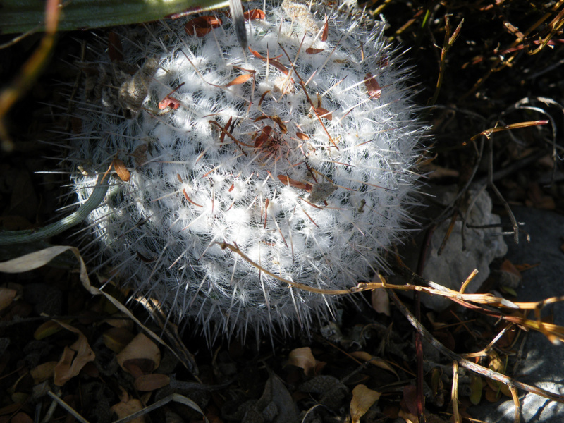 Файл:Mammillaria geminispina ssp. leucocentra b.jpg