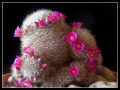 Mammillaria laui ssp. dasyacantha