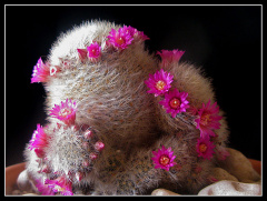 Mammillaria laui ssp dasyacantha 02.jpg