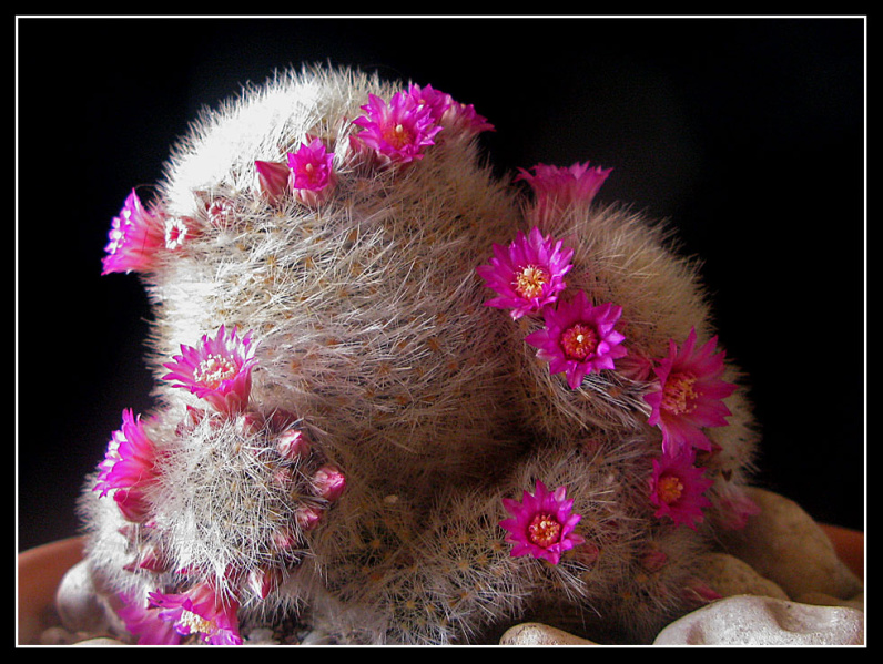 Файл:Mammillaria laui ssp dasyacantha 02.jpg