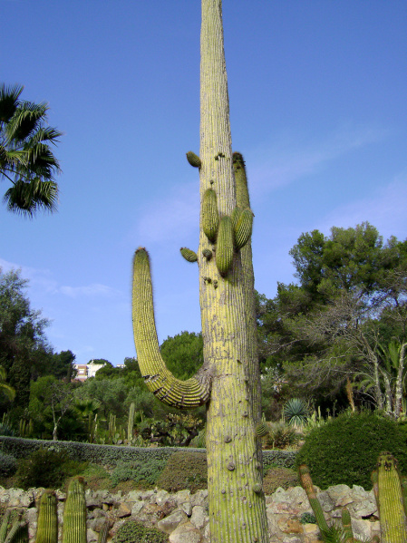 Файл:Neobuxbaumia polylopha 21.jpg