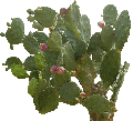 Opuntia boldinghii 1.gif