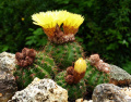 Parodia ottonis ssp. horstii 3b.jpg