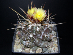 Thelocactus conothelos ssp. aurantiacus.JPG