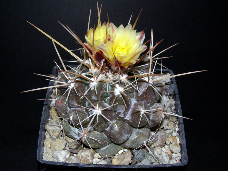 Файл:Thelocactus conothelos ssp. aurantiacus.JPG