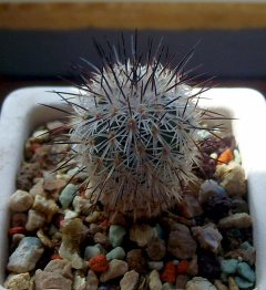 Turbinicarpus mandragora ssp. pailanus 1.jpg